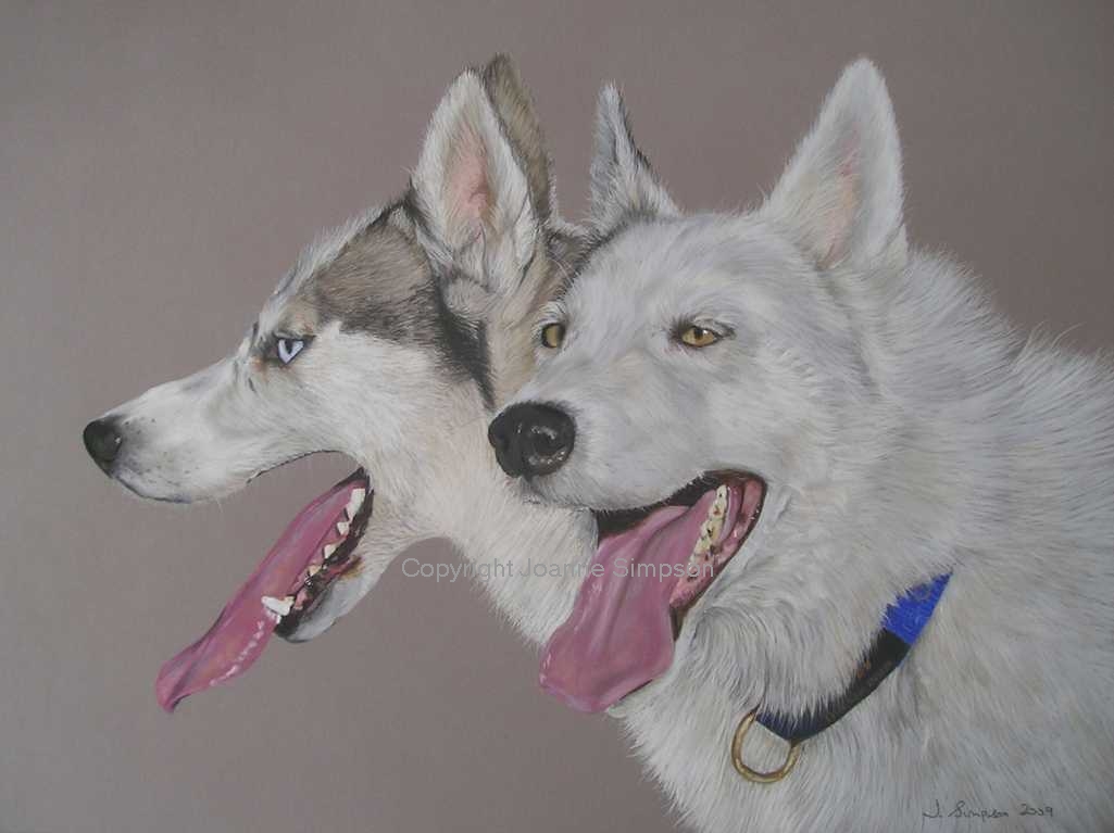 Siberian Husky pet portrait by Joanne Simpson.